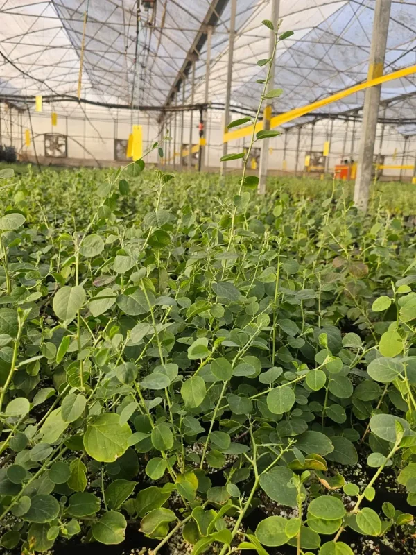نهال 1 ساله گیاه دارویی کاپاریس