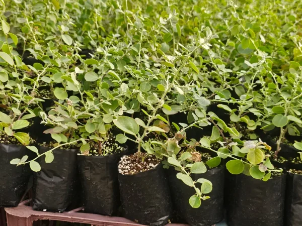 نهال 9 ماهه گیاه دارویی کاپاریس
