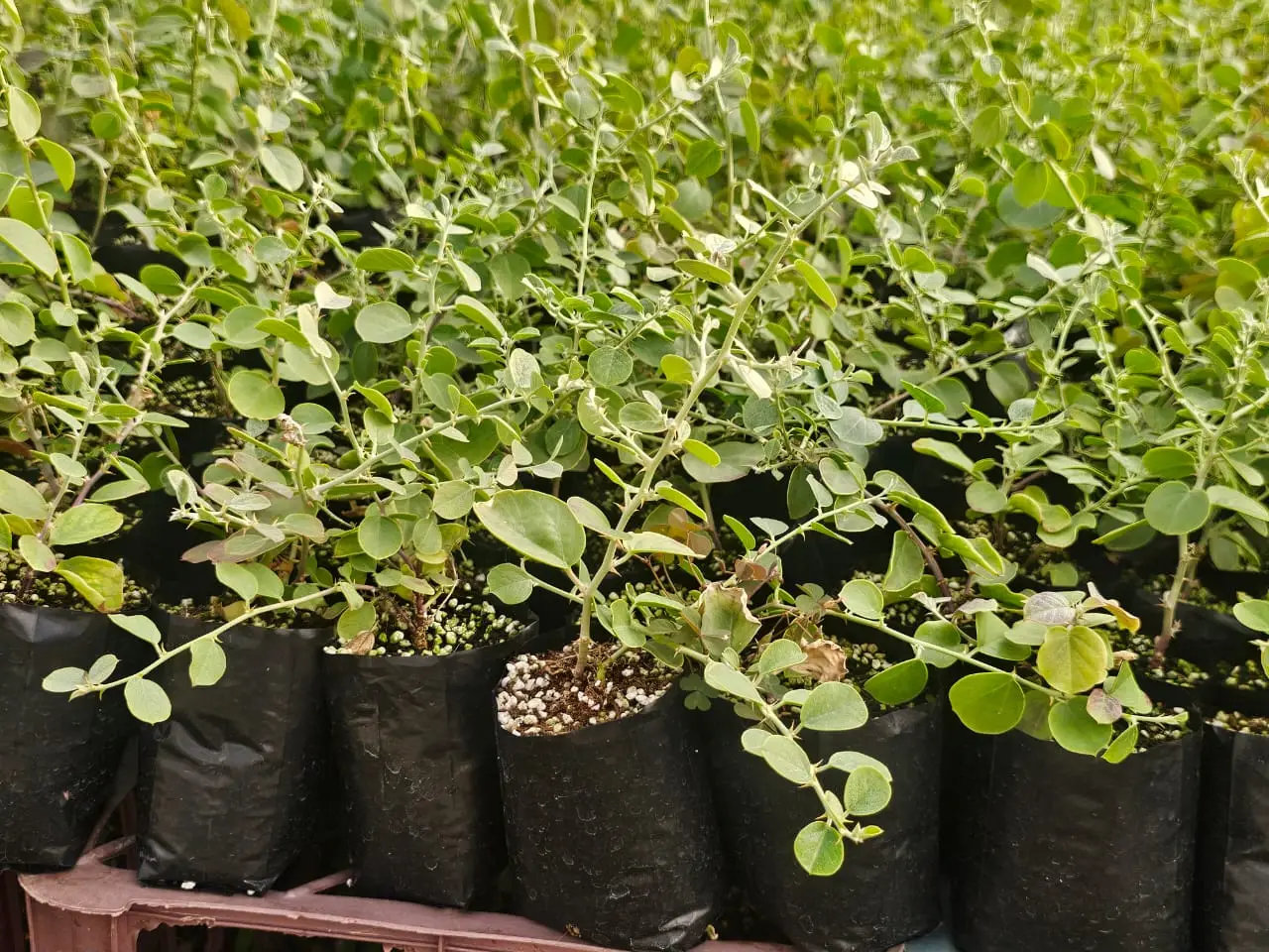 نهال 9 ماهه گیاه دارویی کاپاریس